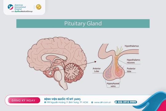 U TUYẾN YÊN – KHỐI U NHỎ, TÁC ĐỘNG LỚN ĐẾN CÂN BẰNG HORMON CƠ THỂ