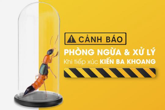 ⚠️ CẢNH BÁO! KIẾN BA KHOANG – CÁCH PHÒNG NGỪA & XỬ LÝ KHI TIẾP XÚC
