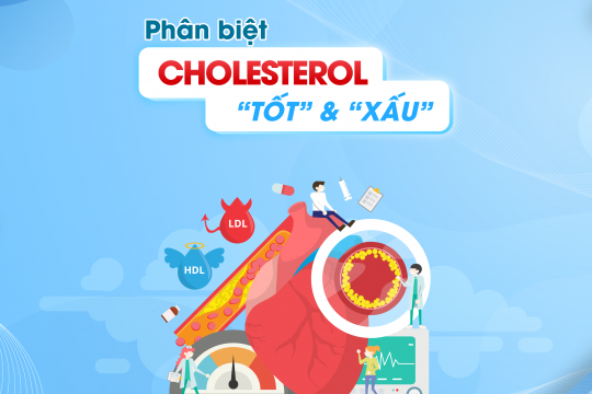 PHÂN BIỆT CHOLESTEROL “TỐT” VÀ “XẤU”